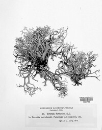 Pseudevernia furfuracea var. furfuracea image